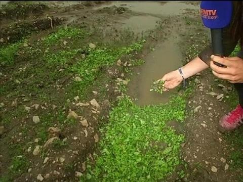 Des salades littéralement hachées par les grêlons dans les champs des Yvelines - 09/06