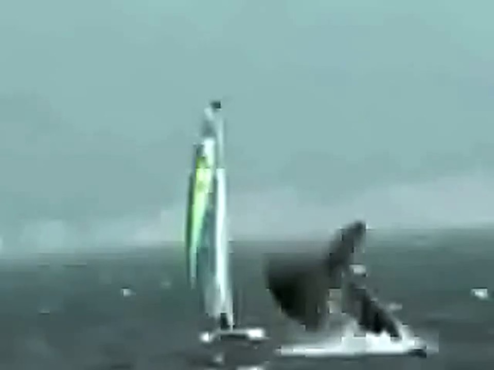 Classic WTF ! Whale Try To jump On Boat - Fails World