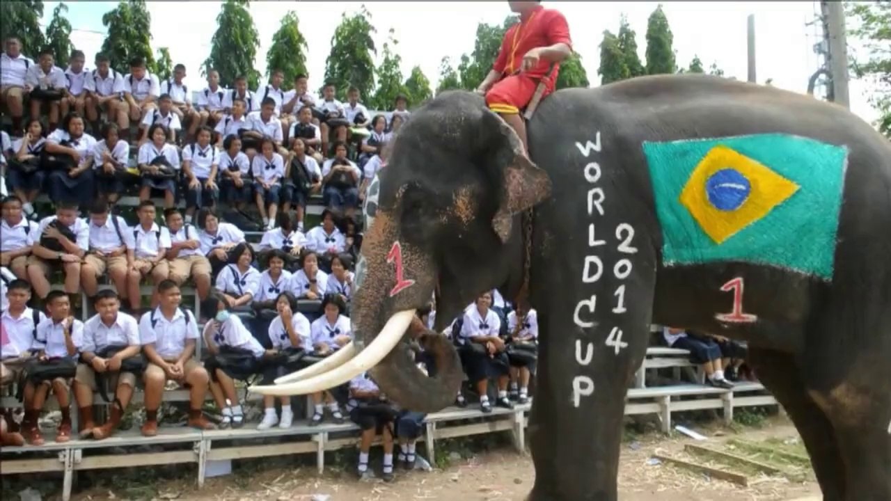 Thailand's elephants hit by World Cup fever