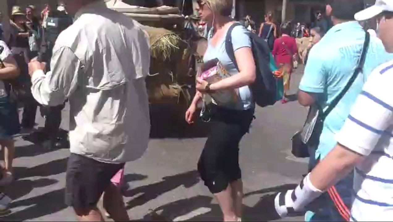 transhumance à st Rémy de Provence.