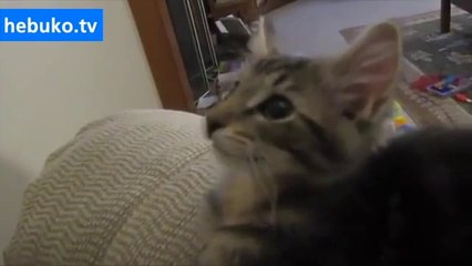 keçi sesi çıkaran DNAsı bozuk kedi :)