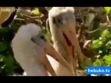 hayvanlara dublaj yapılırsa - harika bir video :)
