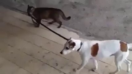 Köpeğin tasmasını bakın kim tutuyor...