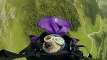 Insolite : un chien saute en wingsuit avec son maître