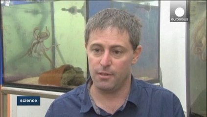 Why octopuses don't get into a tangle