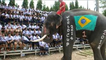 Ds éléphants jouent au foot en Thaïlande en amont du Mondial