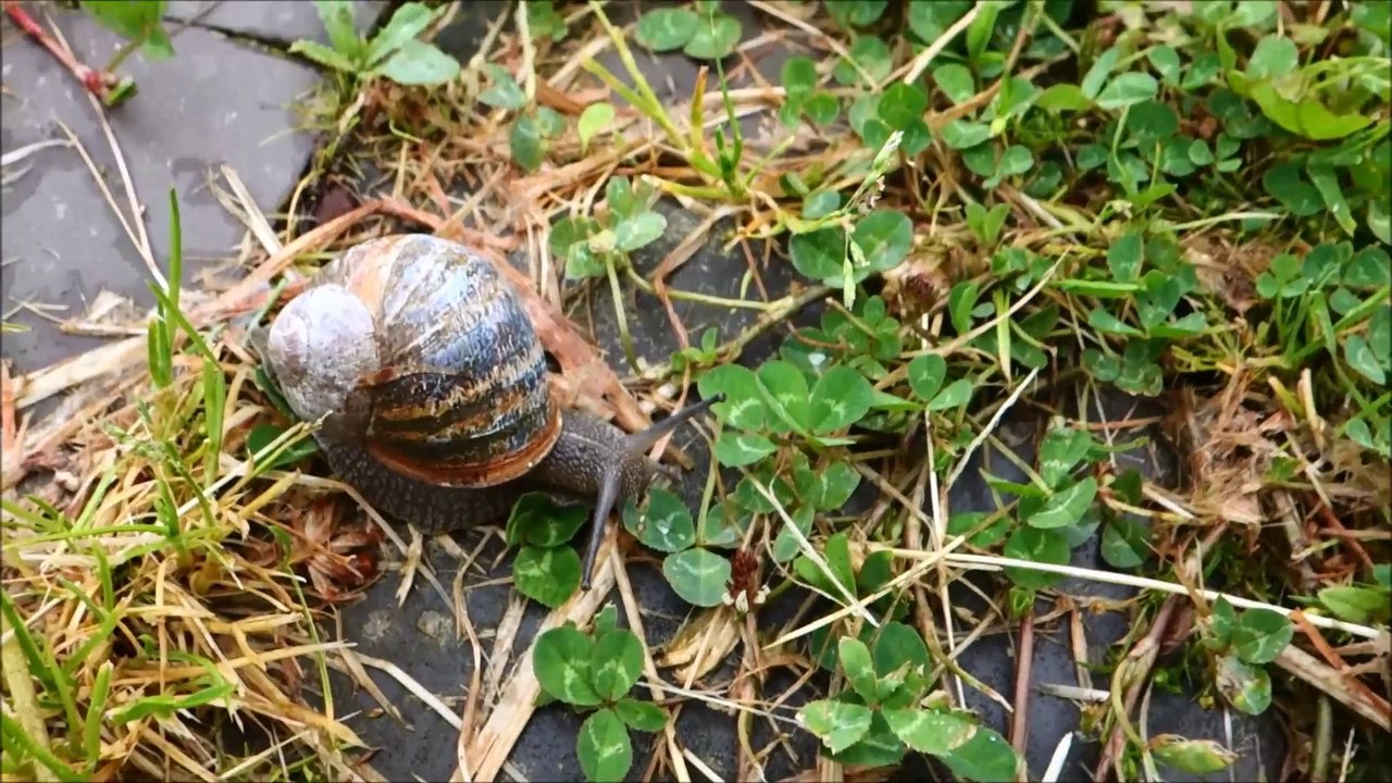 escargot