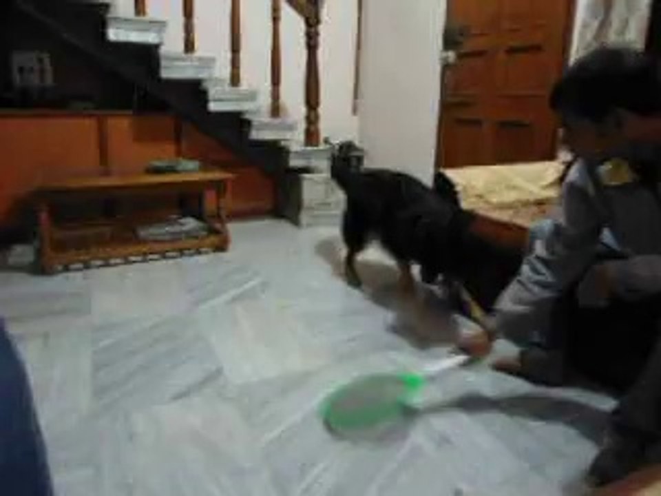 roxy the trained dog in action