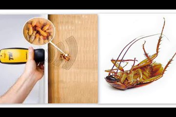 Protect Your Property Against Termites