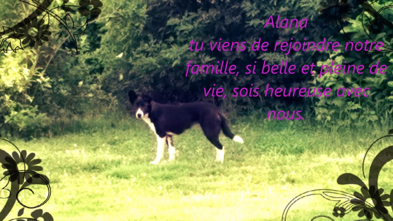 The Mysteries of Wildlífe, vous presente "Nos Loulous d' Amour".