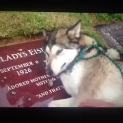 Comovente: cachorro chora no túmulo do dono