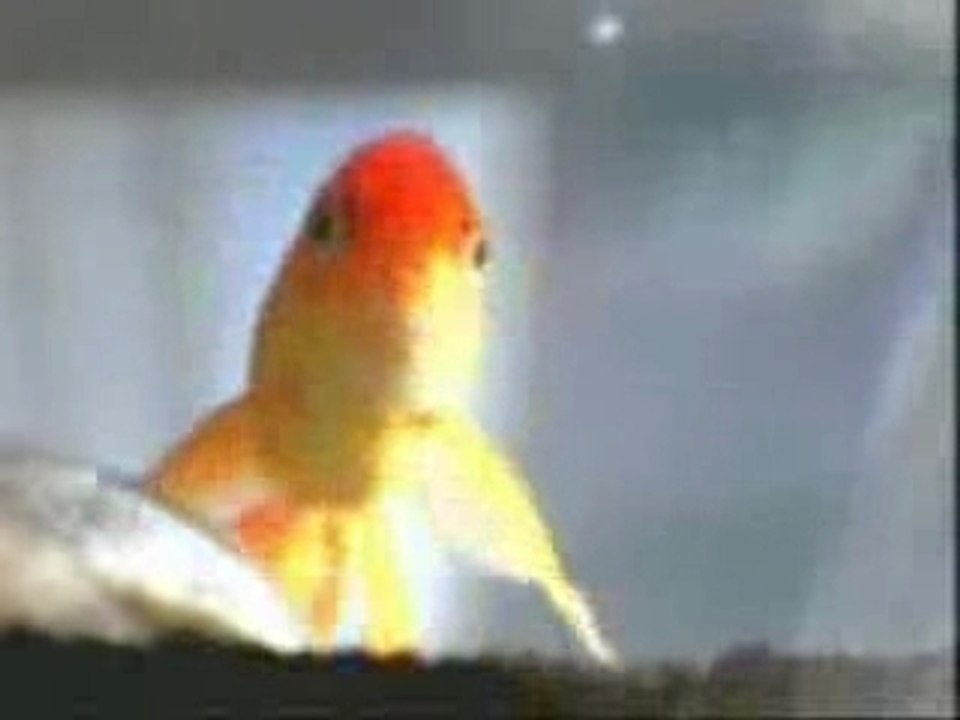 Peixinho_poliglota