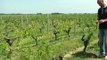 Grêle: les vignobles du Médoc sévèrement touchés - 09/06