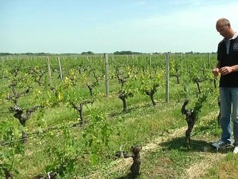 Grêle: les vignobles du Médoc sévèrement touchés - 09/06