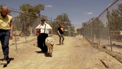 Win A Wolf Sanctuary Tour and Helicopter Ride with George