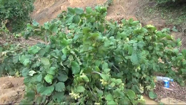 ZONGULDAK VEKILLER AFET BÖLGESINDE, AK PARTİ ZONGULDAK MILLETVEKILI OZCAN ULUPINAR AFET BÖLGELERINI INCELEDI