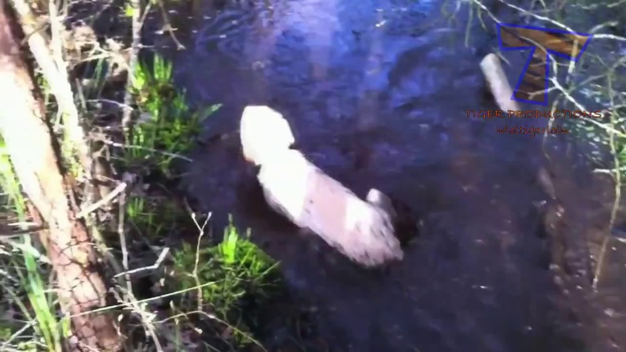Funny Dogs compilation