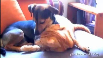 Dogs Annoying Cats with Their Friendship - Huffington Post