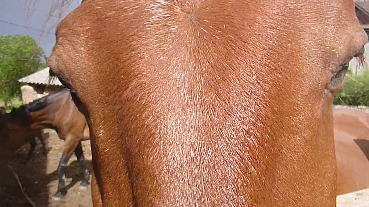 4 chevaux, 2 ânesses, canicule 2014-06-09