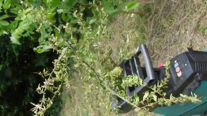 broyage de grandes branches de berbéris