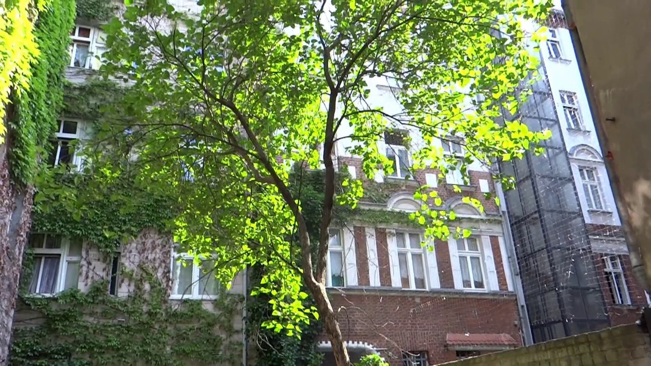 ein Baum muss sich verabschieden