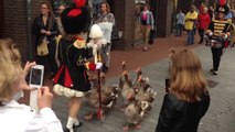 Geese Marching Band Is Adorable