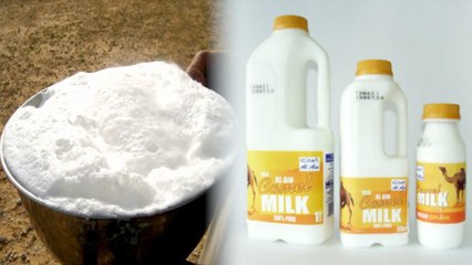 Camel's Milk: It Does a Body Good?