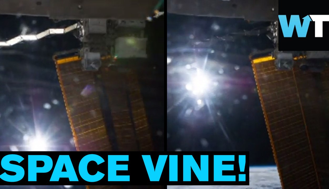 One Small Step for Vine, One Giant Leap for Vine-Kind | What’s Trending Now