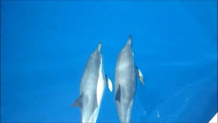 aux larges des Açores