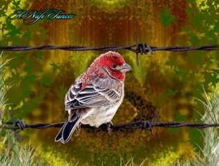 Selma SAĞBAŞ-Yok Mu Cânâ Âşıka Hiç Şefkatin