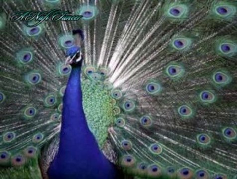 Selma SAĞBAŞ-Neler Çektim Neler Cânân Elinden