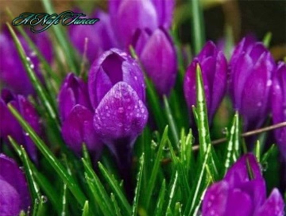 Selma SAĞBAŞ-Seni Arzû Eder Bu Dîdelerim