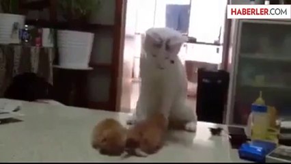 Anne Kedi Kavga Eden Yavrularını Ayırdı