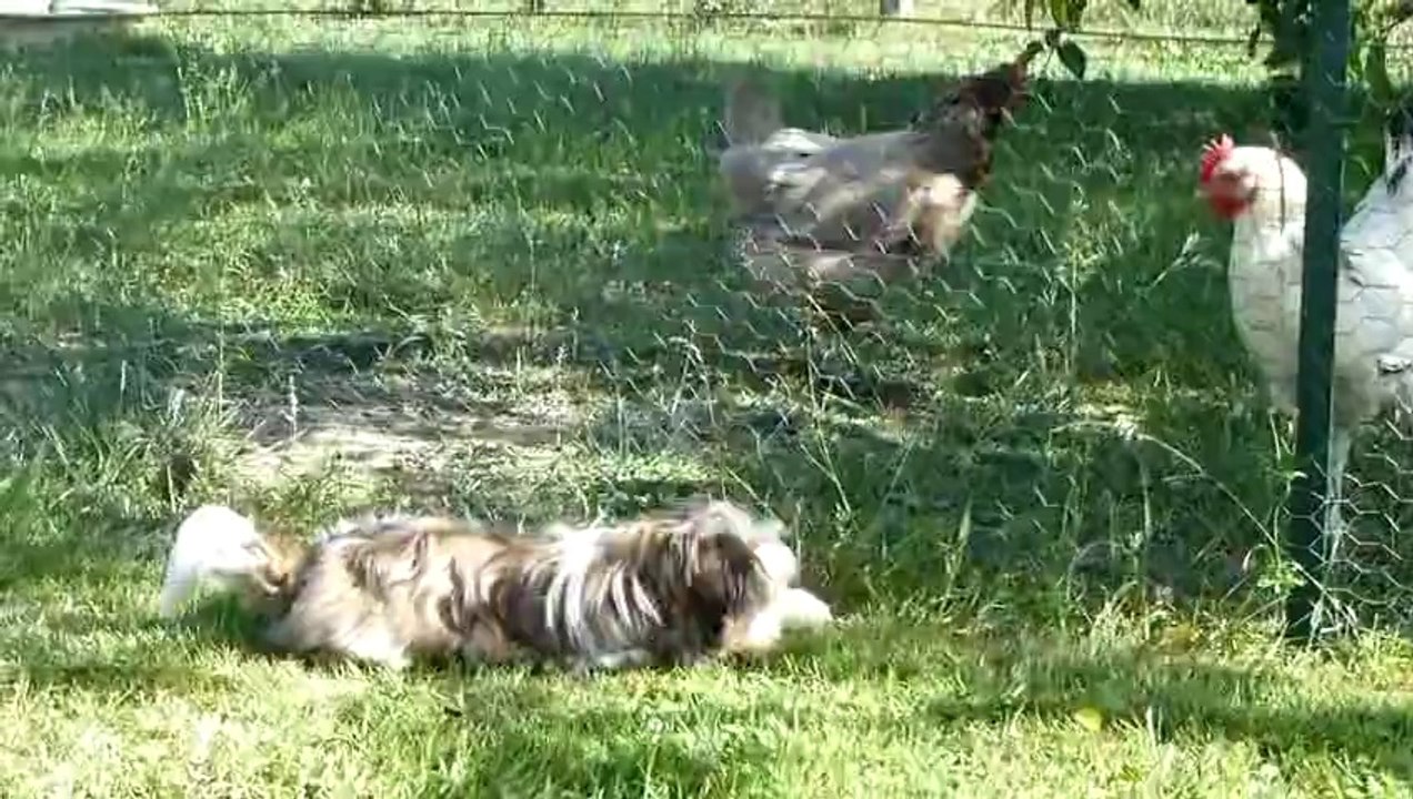 Jade qui joue avec les poules