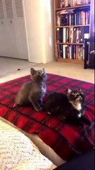 Bu kediler bir harika