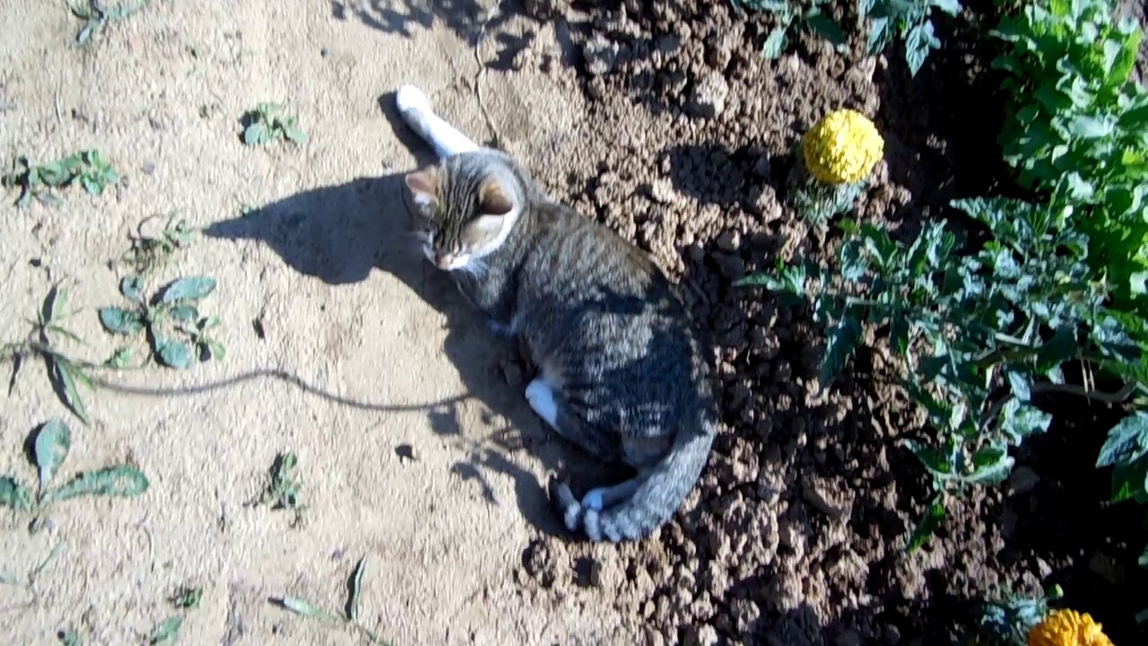 Ioka au potager