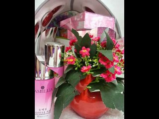 Bộ mỹ phẩm camellia chính hãng đảm bảo giá rẻ nhất - 0976 53 55 68