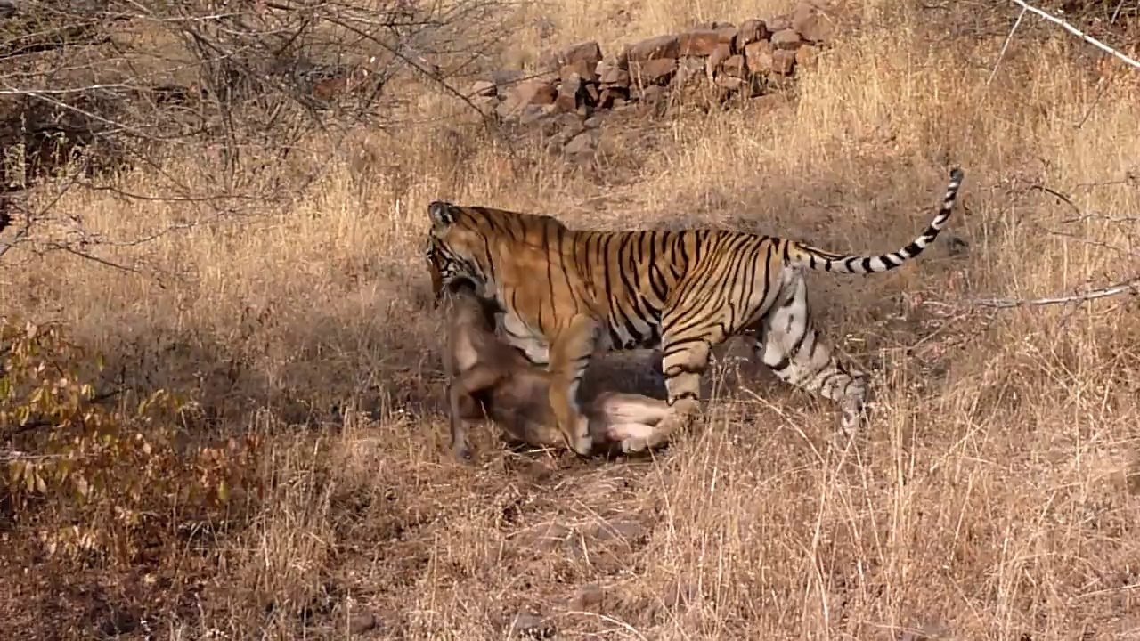 Tiger Attack on Deer