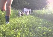 Young Goats Chase Owner Around the Farm
