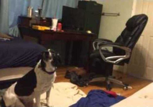 Dog and Owner Sing Unlikely Duet