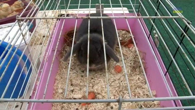 Une mini ferme au Relais d'assistantes Maternelles