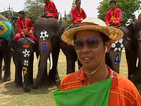 Слоны и люди сразились в футбол на одном поле