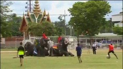 Thai elephants kick off World Cup craze