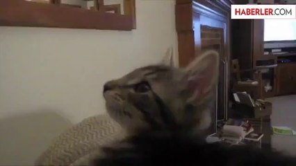 Keçi Sesi Çıkartan Kedi Şaşırttı