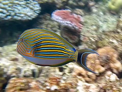 Luis Navas - Top 10 Tourist Destinations in Australia