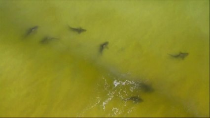 Une vingtaine de requins ont investi des plages de l'Alabama