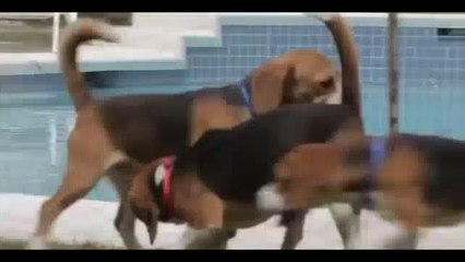 ilk defa çimen gören köpeklerin sevinci