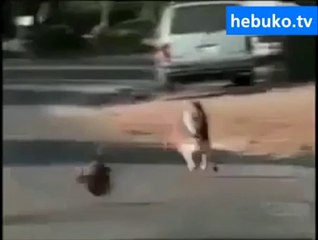 sahtekar ördek- inanılmaz zeki!