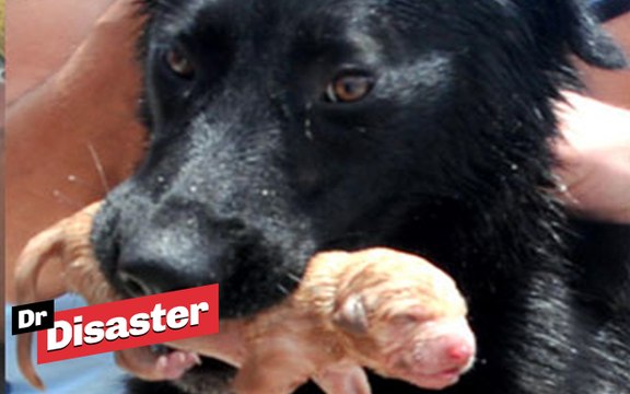 Des chiots sont sauvés de la noyade par leur mère et des pompiers / Dr Disaster