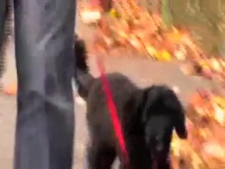 How to stop your dog from chewing on its leash